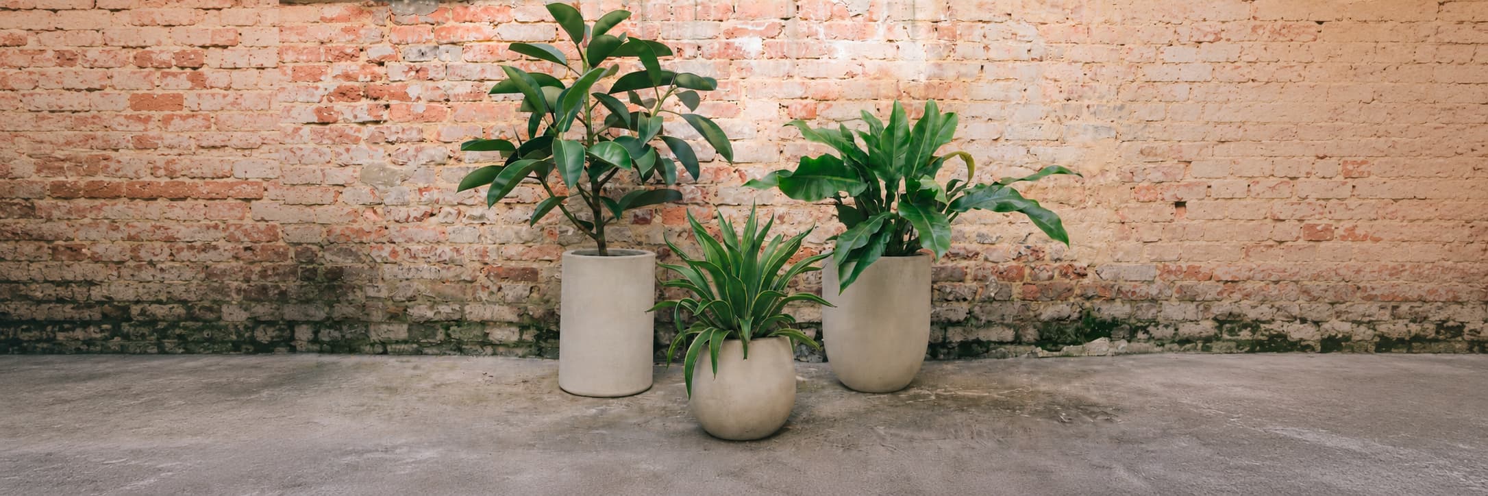 Plantas de interior en materas de concreto frente a una pared de ladrillo, colección Home Plants de Pistilo & Gracia.