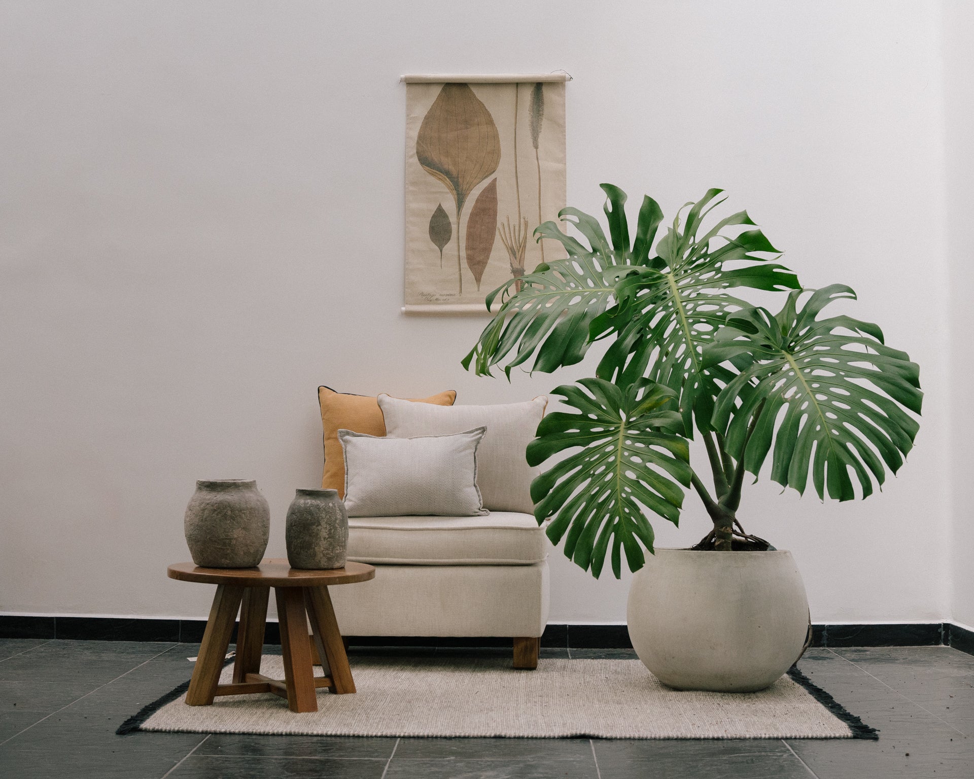 Plantas