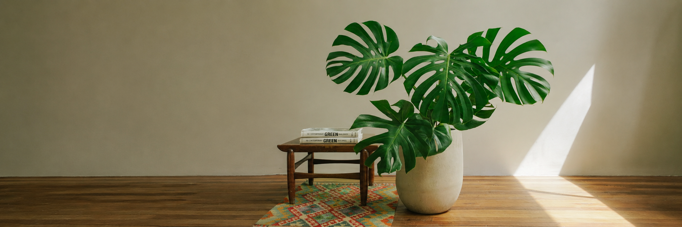 Planta Balazo en matera clara junto a un banco de madera con libros, colección Tamaño M de Pistilo & Gracia.