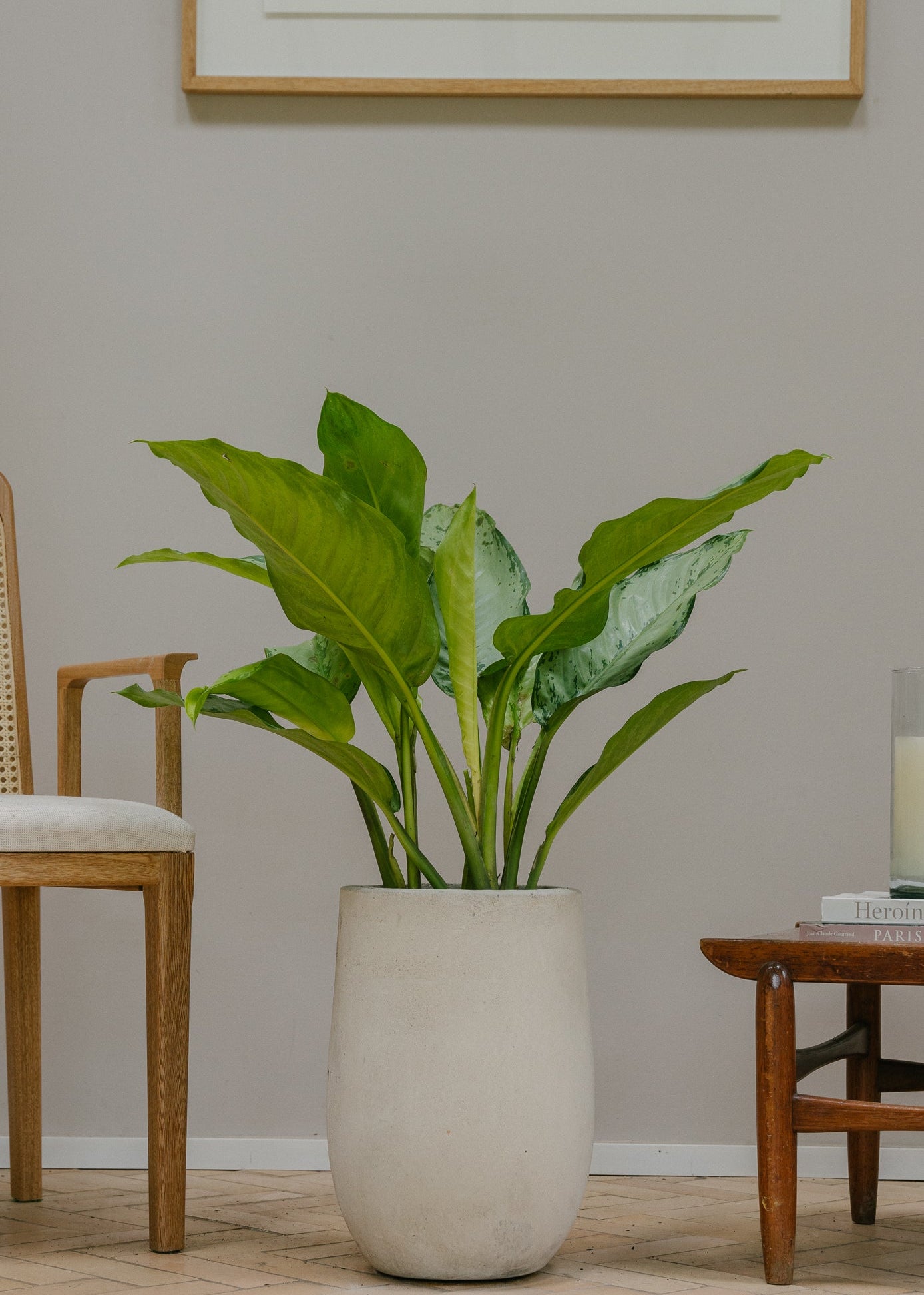 Planta Dollar Cafetto M en matera Curva Arabia de 30 x 40 cm, vista ambientada