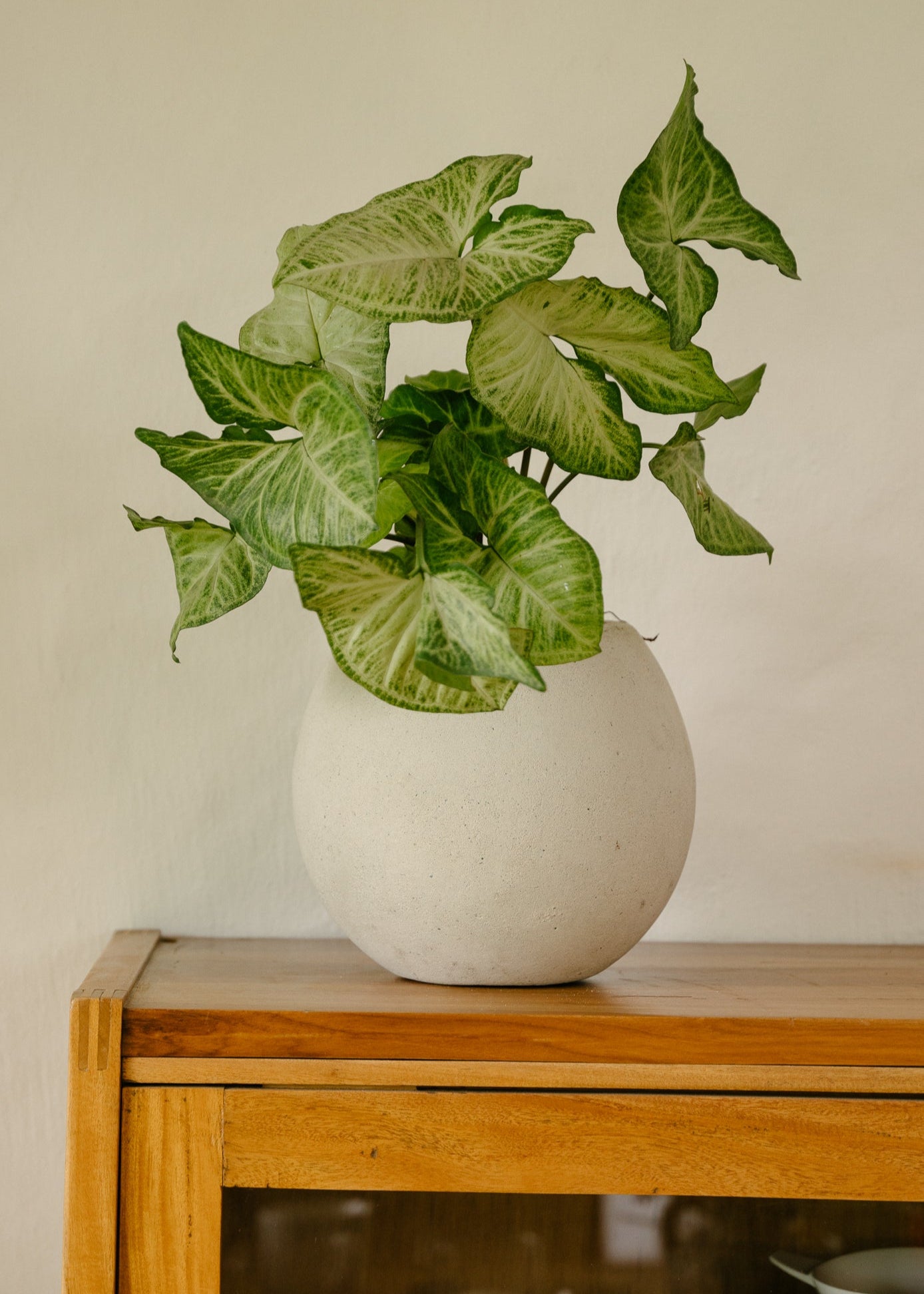 Planta Garrobo S en matera Esfera de 20 x 20 cm