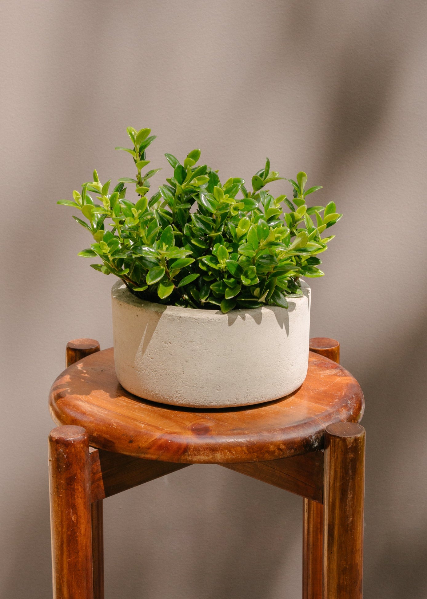 Planta Goldfish XS en matera en matera Mini Bowl de 19 x 8.5 cm
