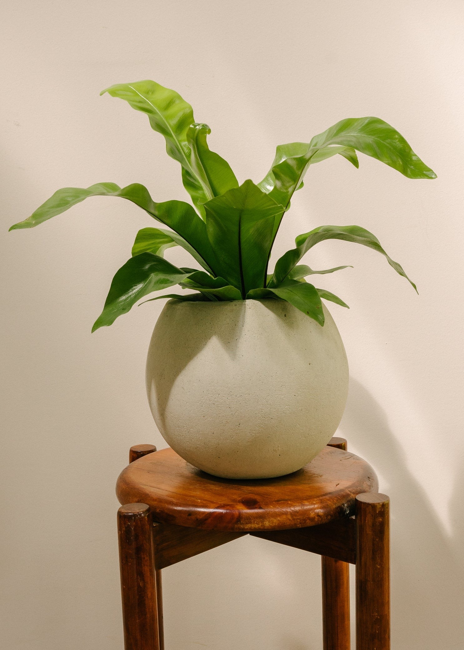 Planta Helecho nido de ave S en matera Esfera de 20 x 20 cm