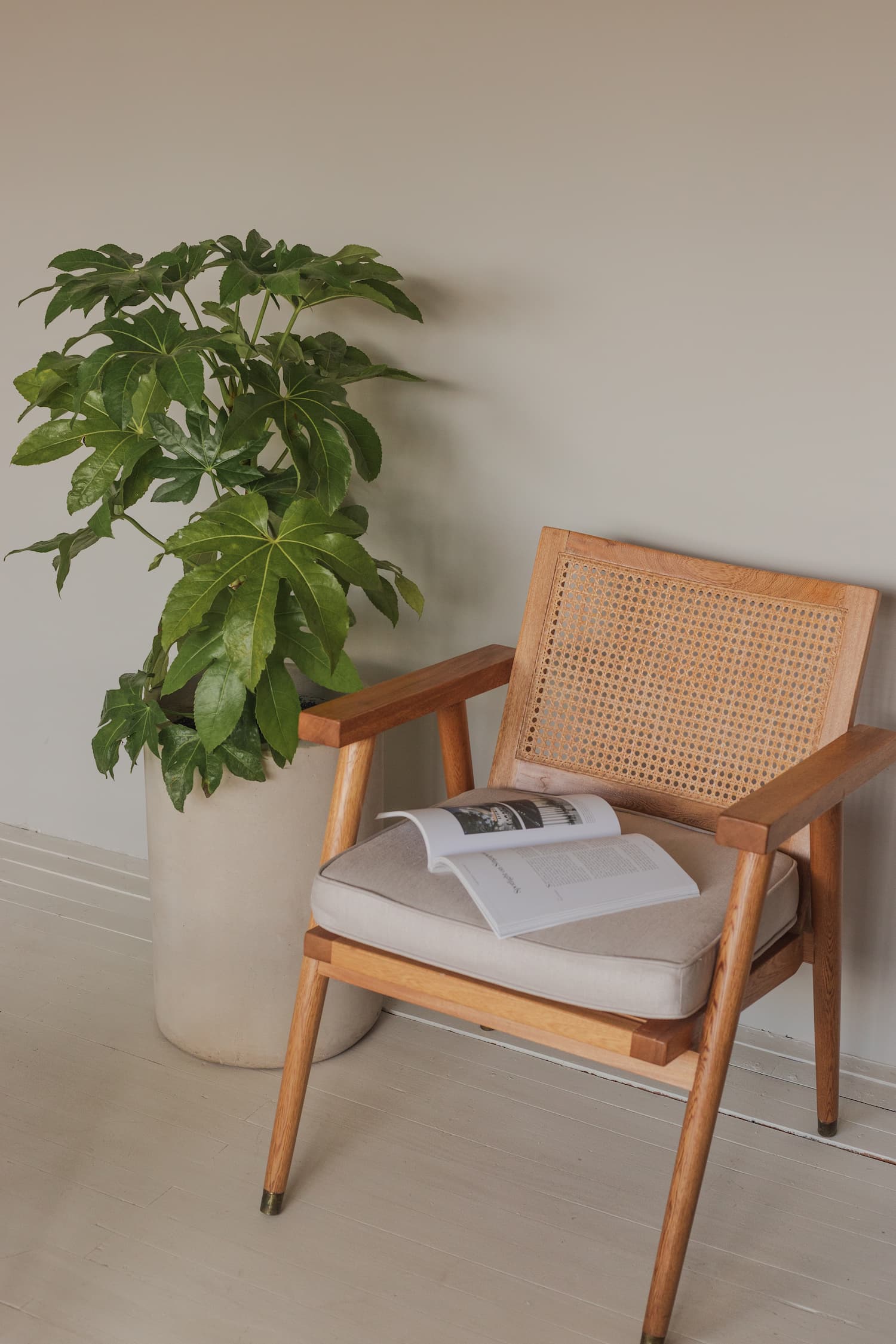 Planta de interior junto a una silla de madera con revista abierta en un espacio cálido de la casa.