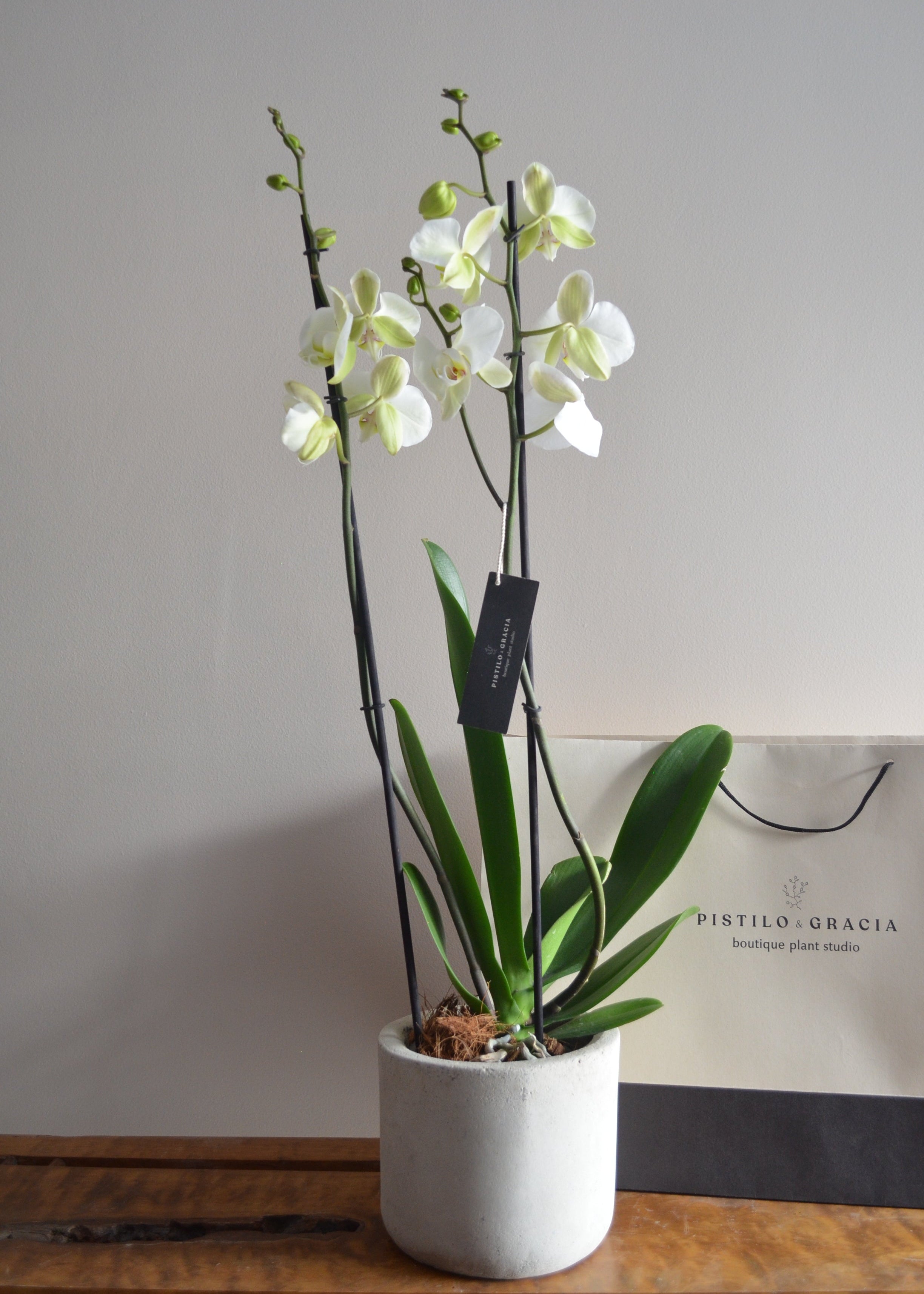 Planta Orquídea XS en matera Cilindro de 15 x 15 cm, vista ambientada