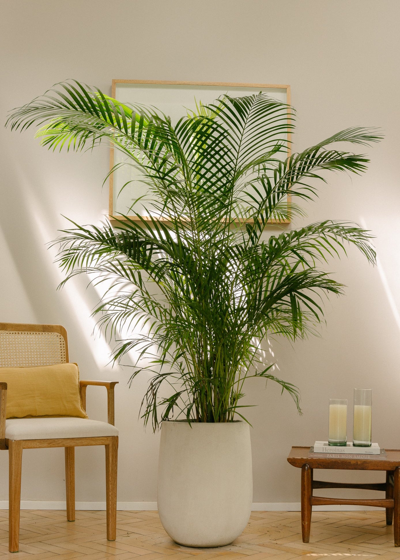 Planta Palma Japonesa L en matera Curva Arabia de 40 x 50 cm, vista ambientada