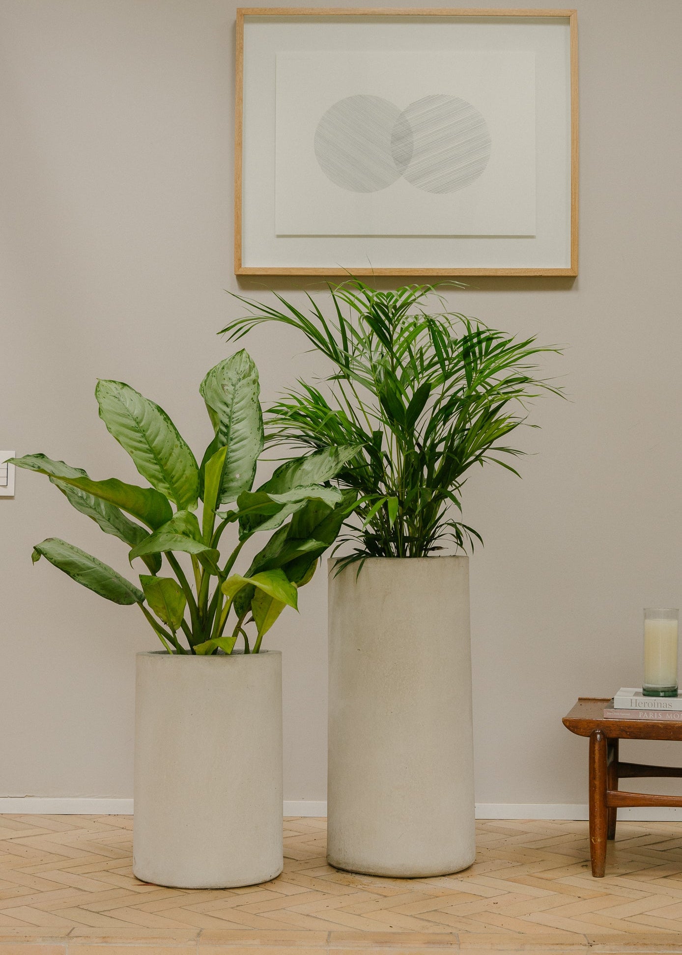 Planta Palma Japonesa XL en matera Cilindro Opal de 35 x 70 cm, composición con plantas