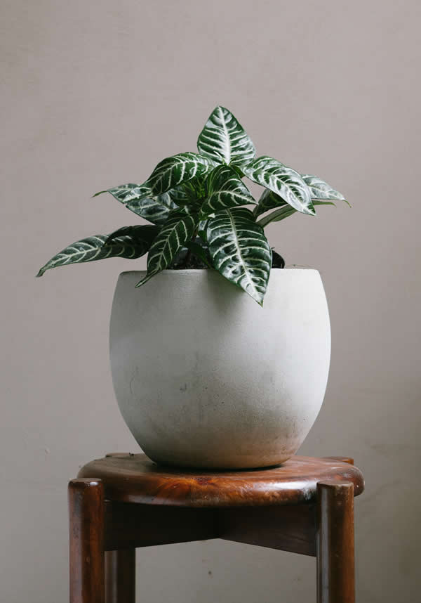 Planta Aphelandra S en matera Esfera de 20 x 20 cm