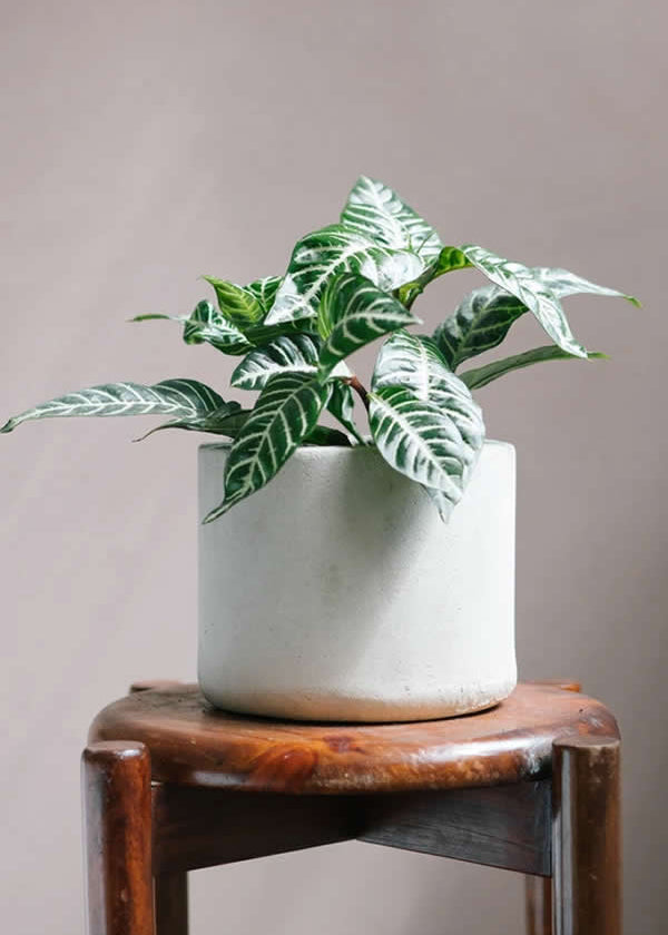 Planta Aphelandra XS en matera Cilindro de 15 x 15 cm