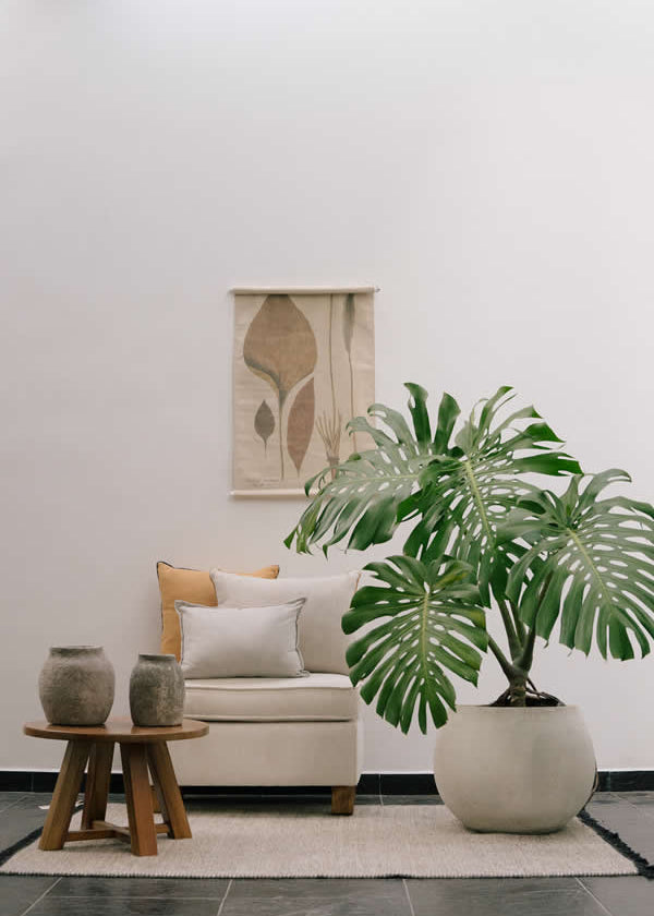 Planta Balazo XL en matera Buchona de 40 x 40 cm, vista ambientada