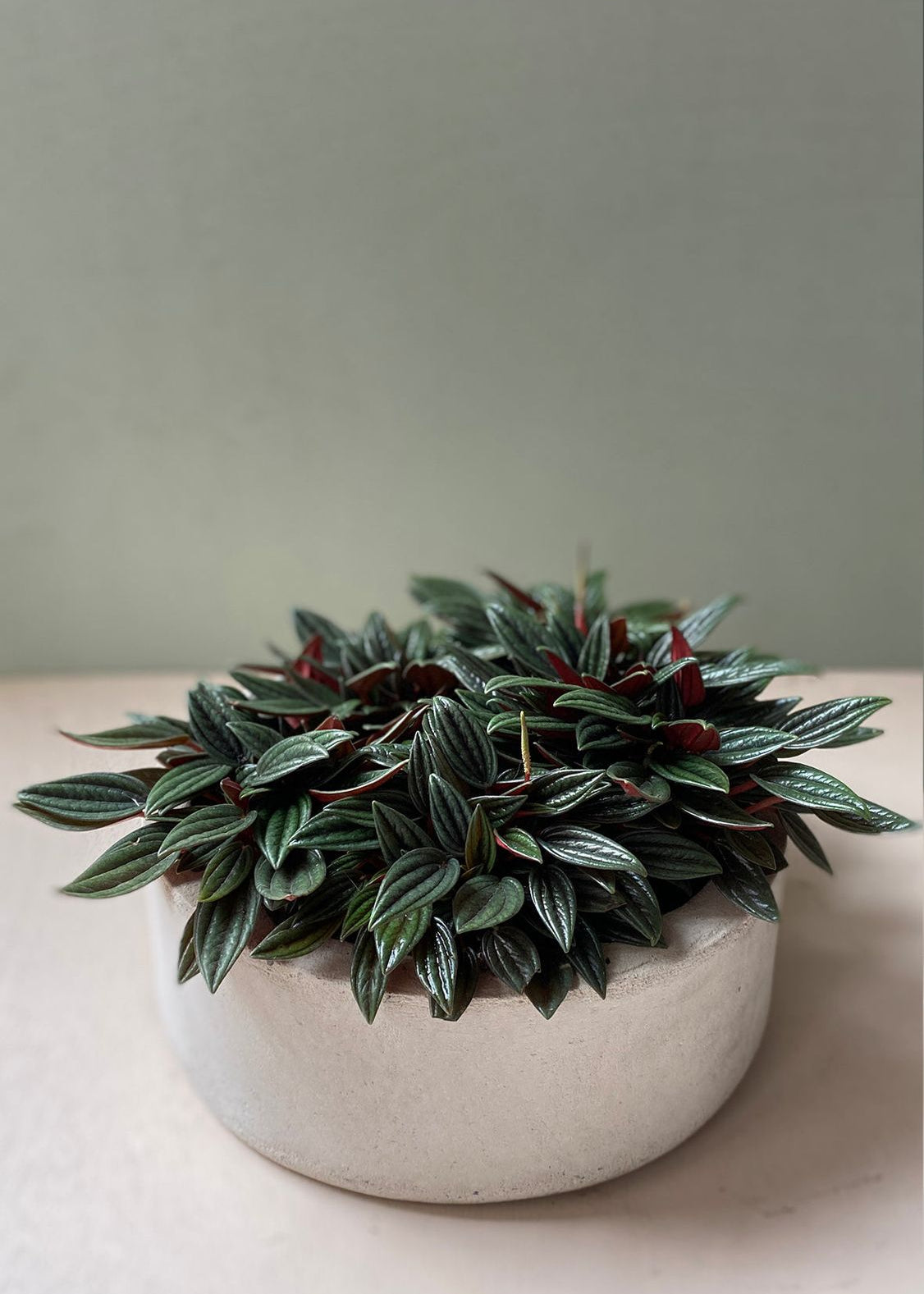 Planta Candle XS en matera Mini Bowl de 19 x 8.5 cm