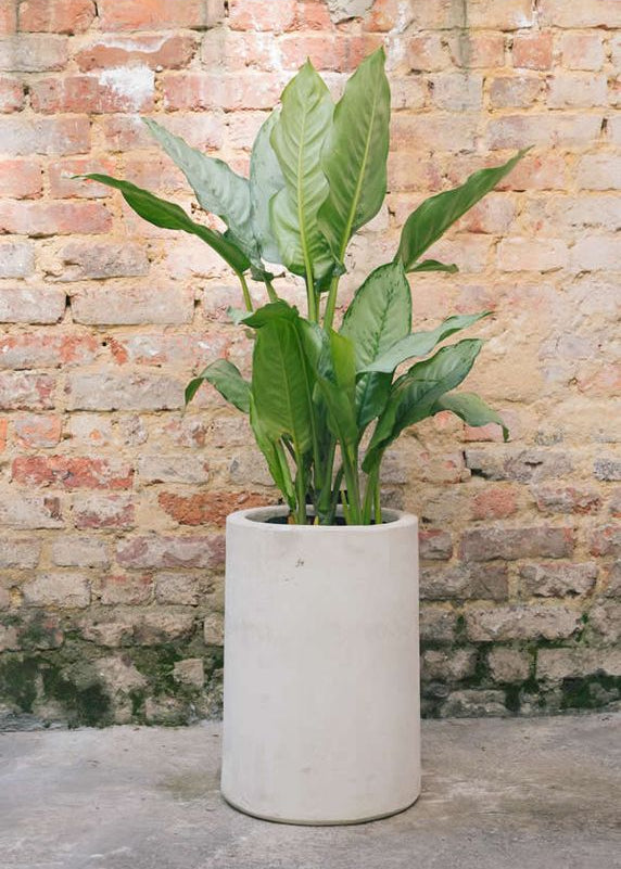 Planta Dollar Cafeto L en matera Cilindro de 35 x 50 cm, vista completa