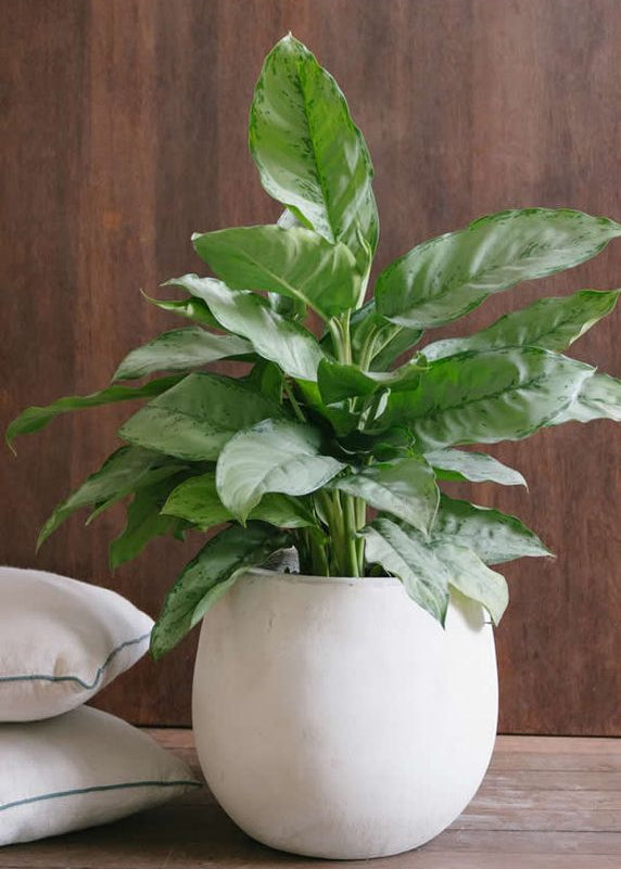 Planta Dollar Cafetto M en matera Buchona de 30 x 30 cm