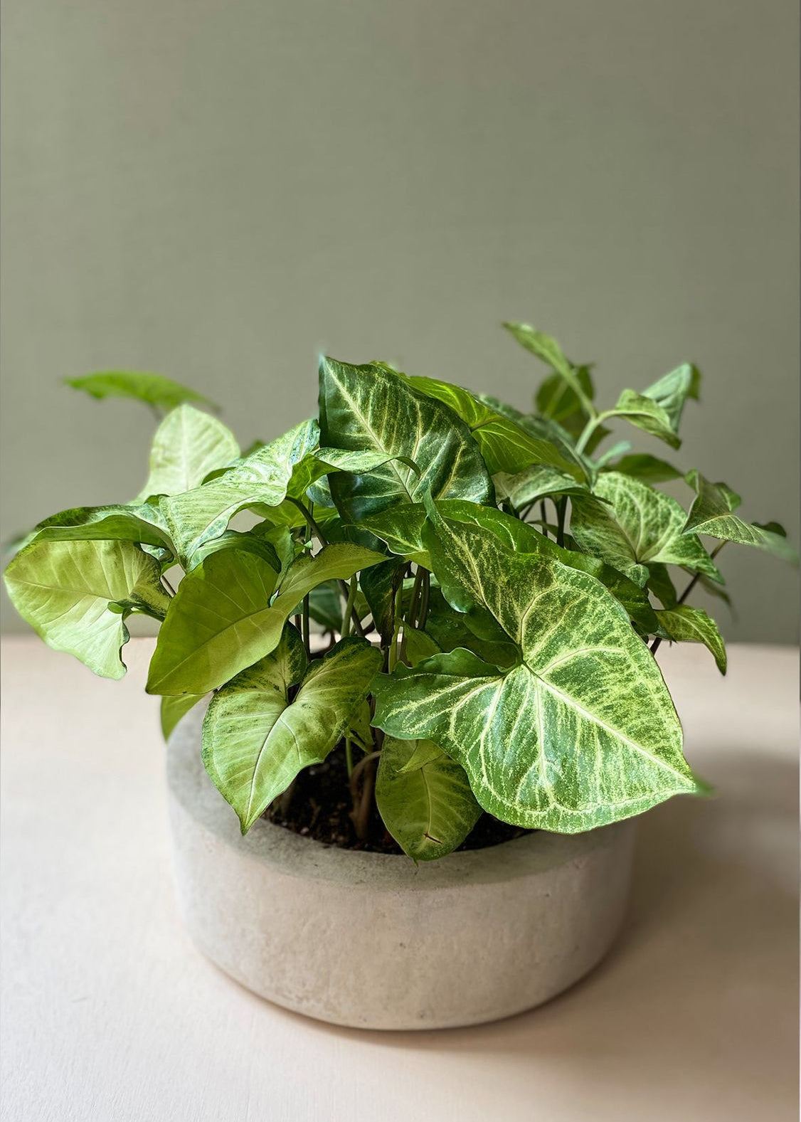 Planta Garrobo XS en matera Mini Bowl de 19 x 8.5 cm, vista completa
