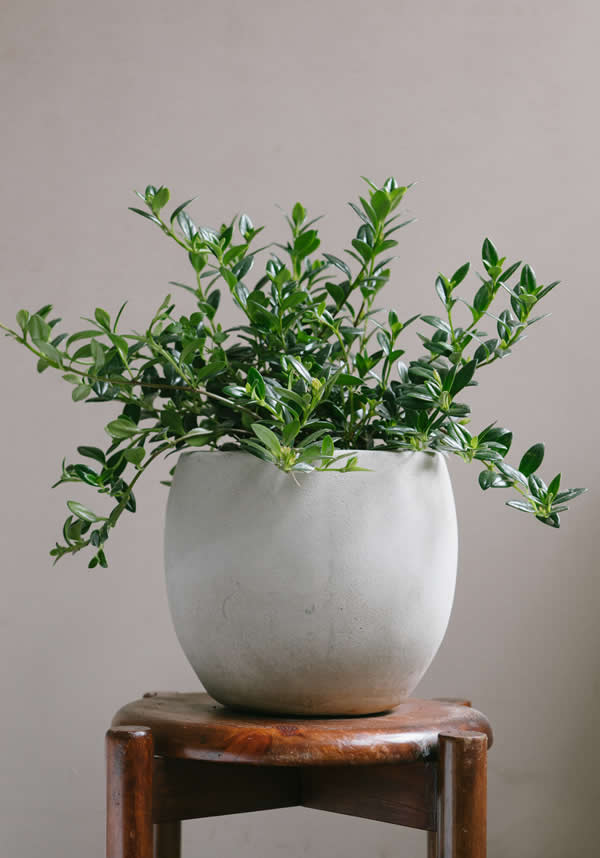 Planta Goldfish S en matera Esfera de 20 x 20 cm
