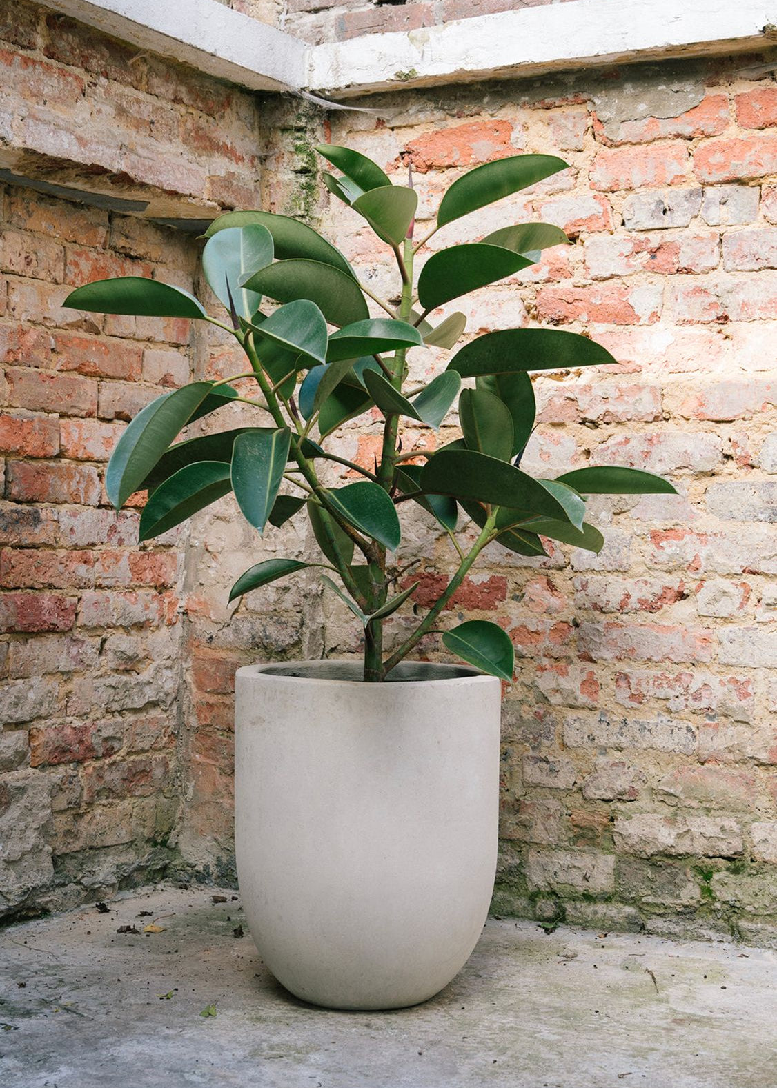 Planta Green Caucho XXL en matera Curva Gavina de 60 x 60 cm, vista completa