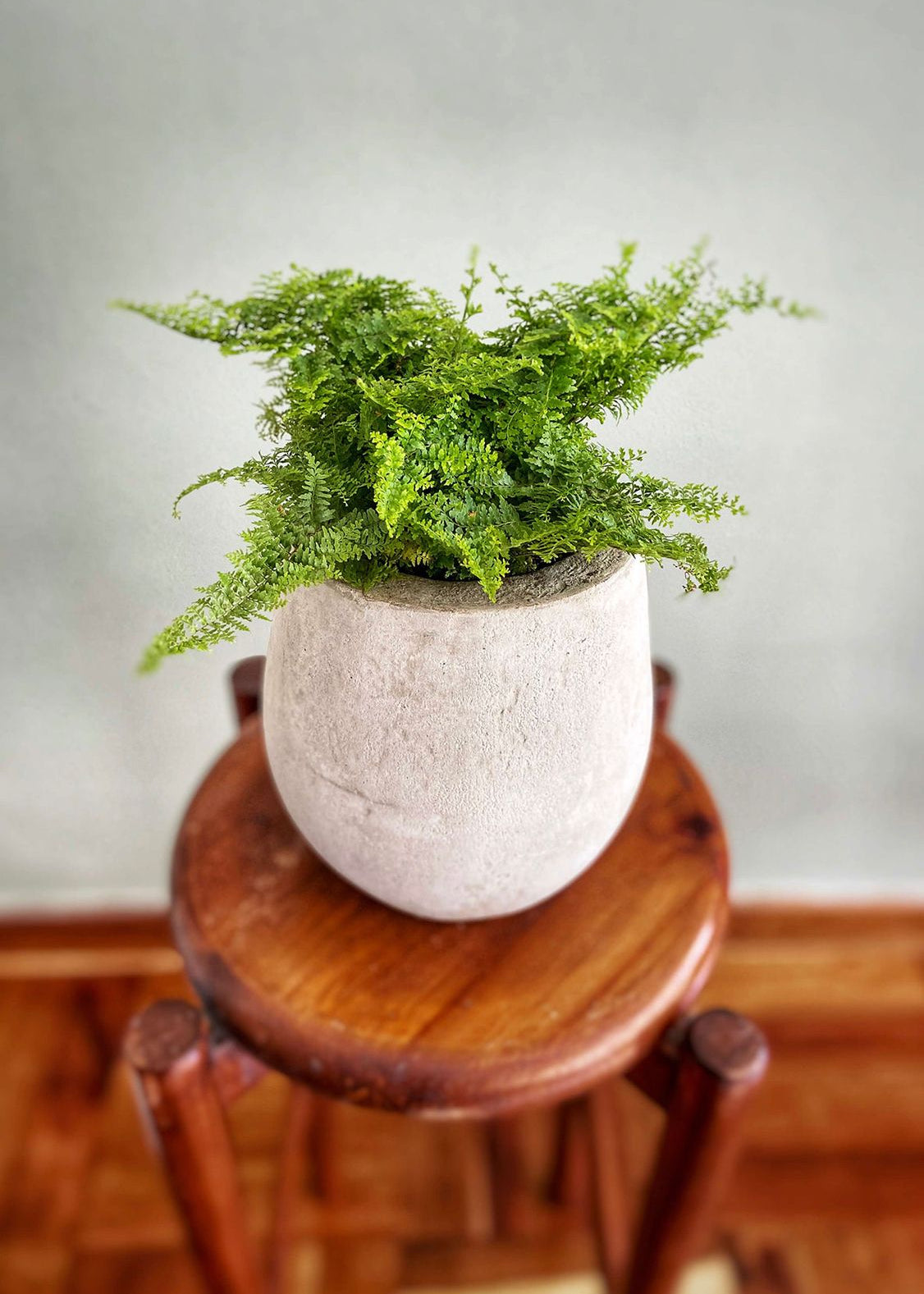 Planta Helecho S en matera Mini Gota Umma de 15 x 20 cm, vista superior