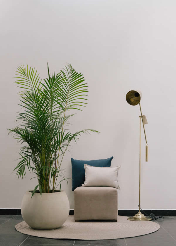 Planta Palma Japonesa XL en matera Buchona de 40 x 70 cm, vista ambientada interior