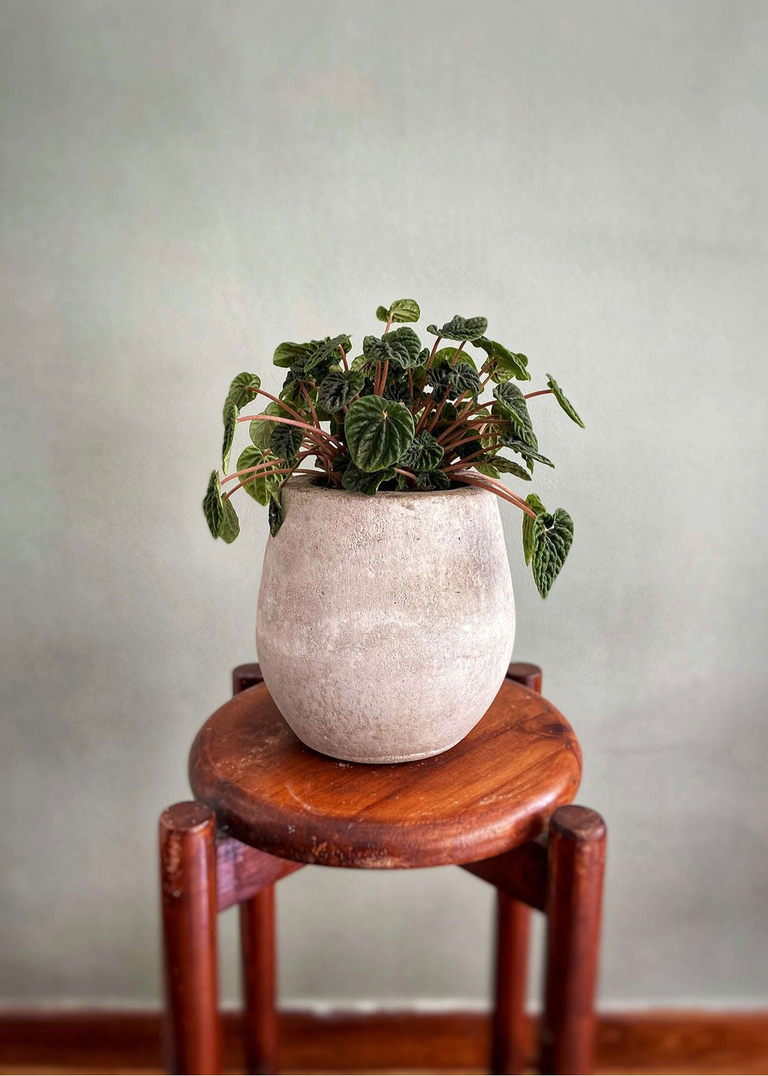 Planta Peperomia S en matera Mini Gota Umma de 15 x 20 cm