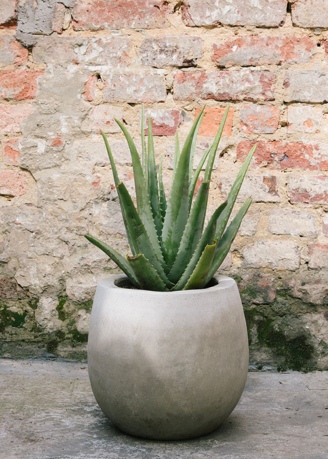 Planta Sábila M en matera Buchona de 30 x 30 cm