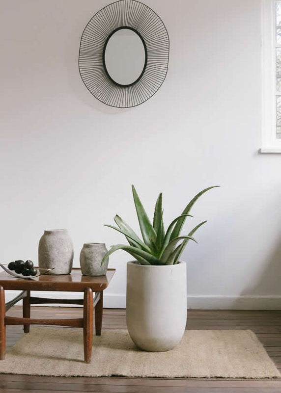 Planta Sábila M en matera Curva Arabia de 30 x 40 cm