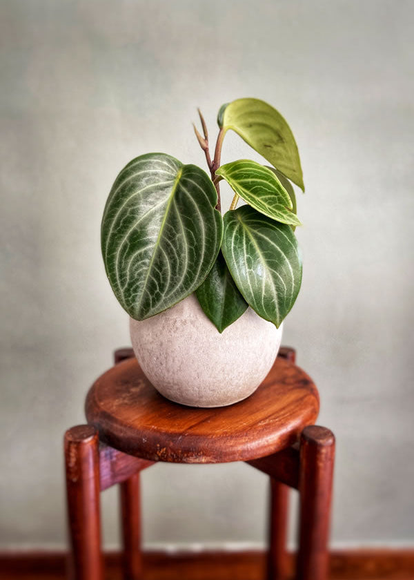 Planta Spoon S en matera Mini Gota Umma de 15 x 20 cm