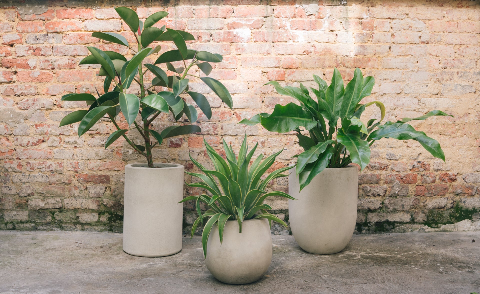 Home Plants
