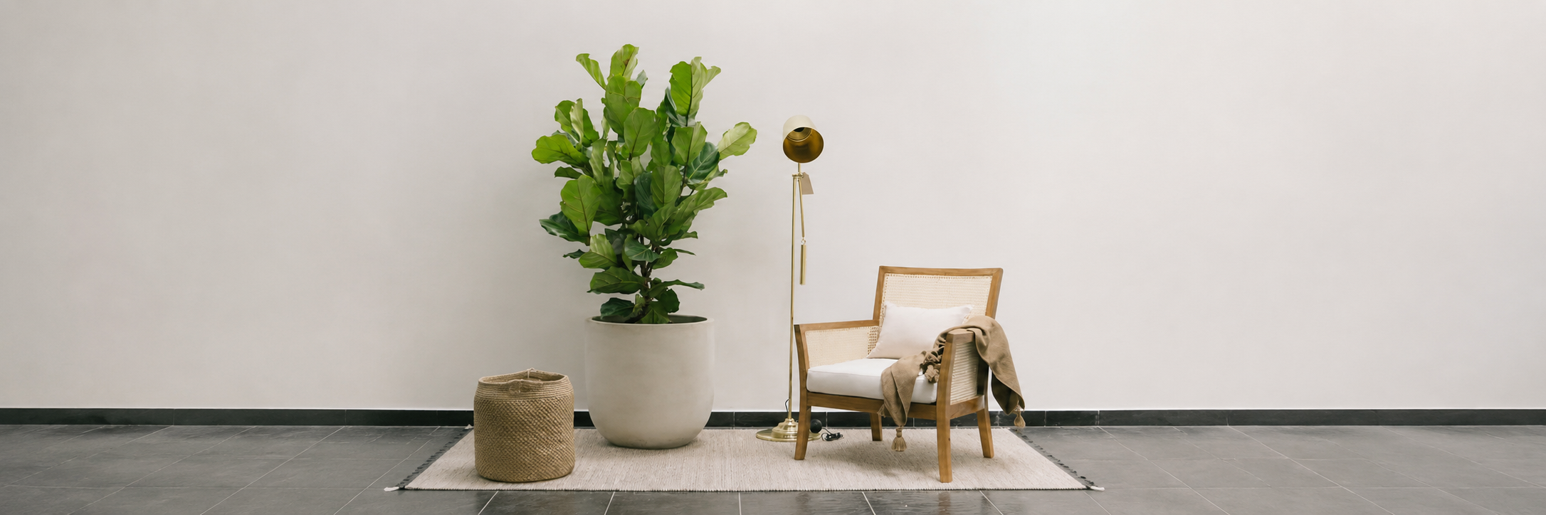 Planta Ficus de gran formato en matera clara junto a un sillón, colección Tamaño XXL de Pistilo & Gracia.
