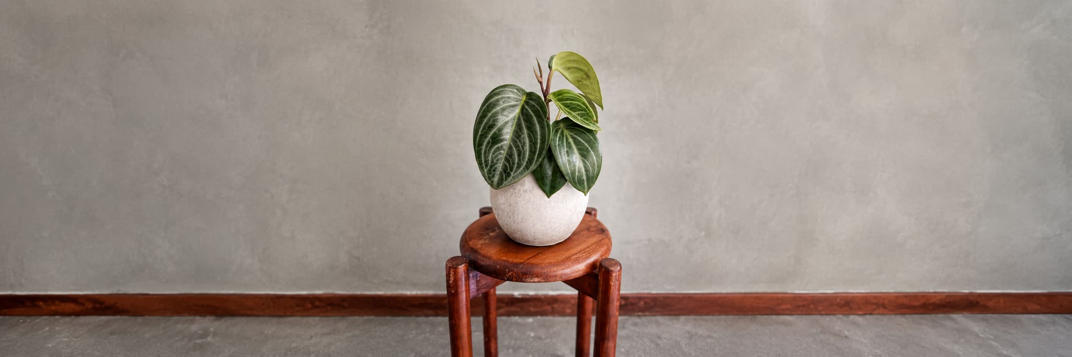 Planta Spoon de follaje verde y hojas texturizadas, colección Tamaño S de Pistilo & Gracia.
