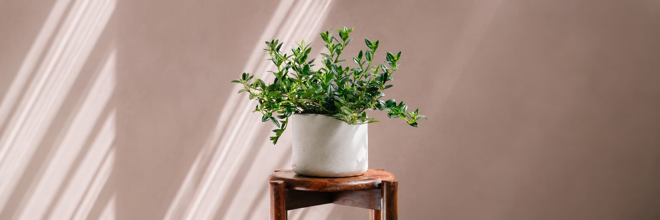 Planta Goldfish en matera de concreto, colección Tamaño XS de Pistilo & Gracia.