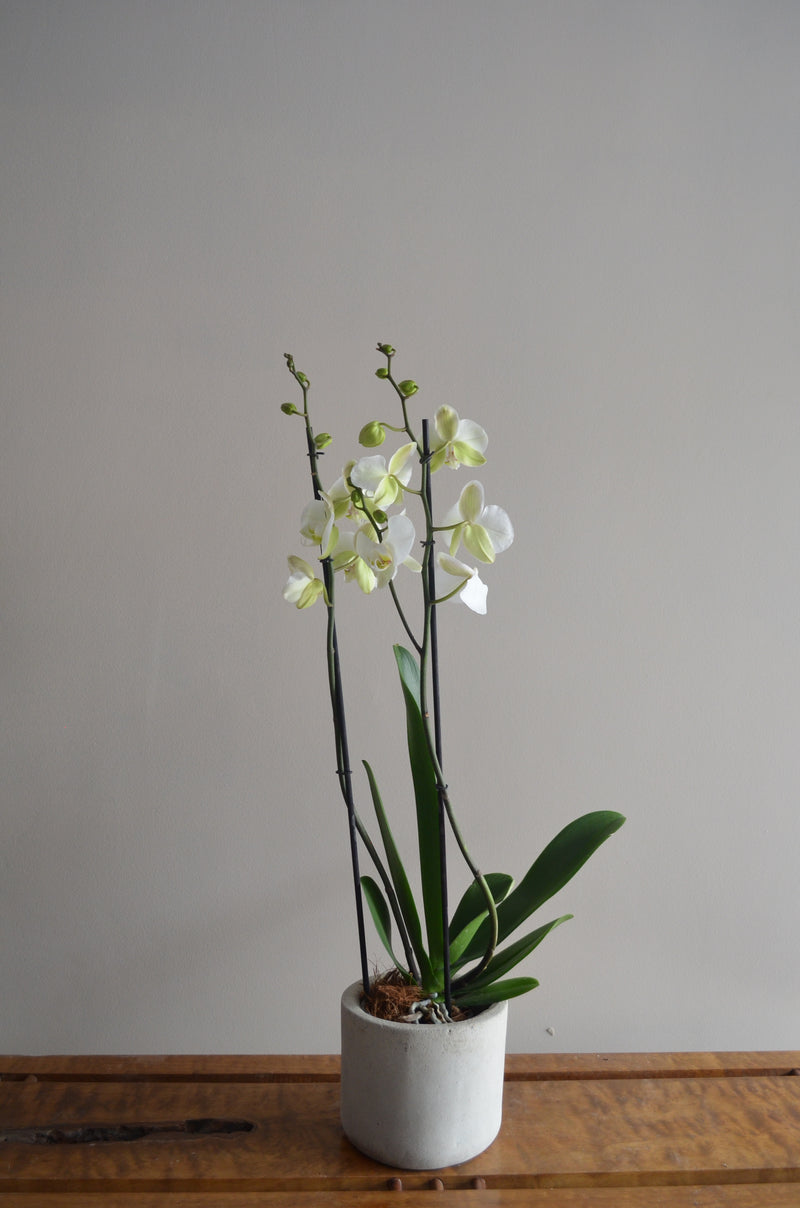 Orquídea SOLO