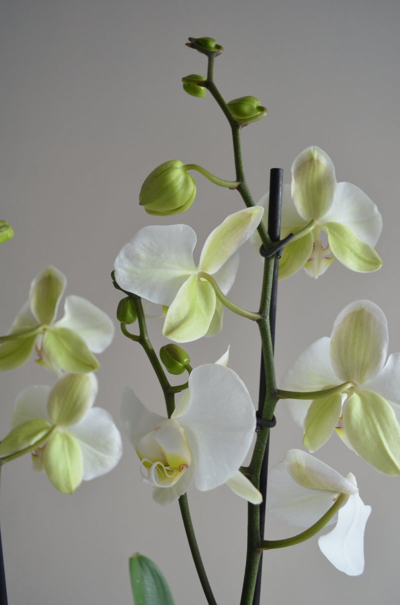 Orquídea SOLO - Pistilo & Gracia