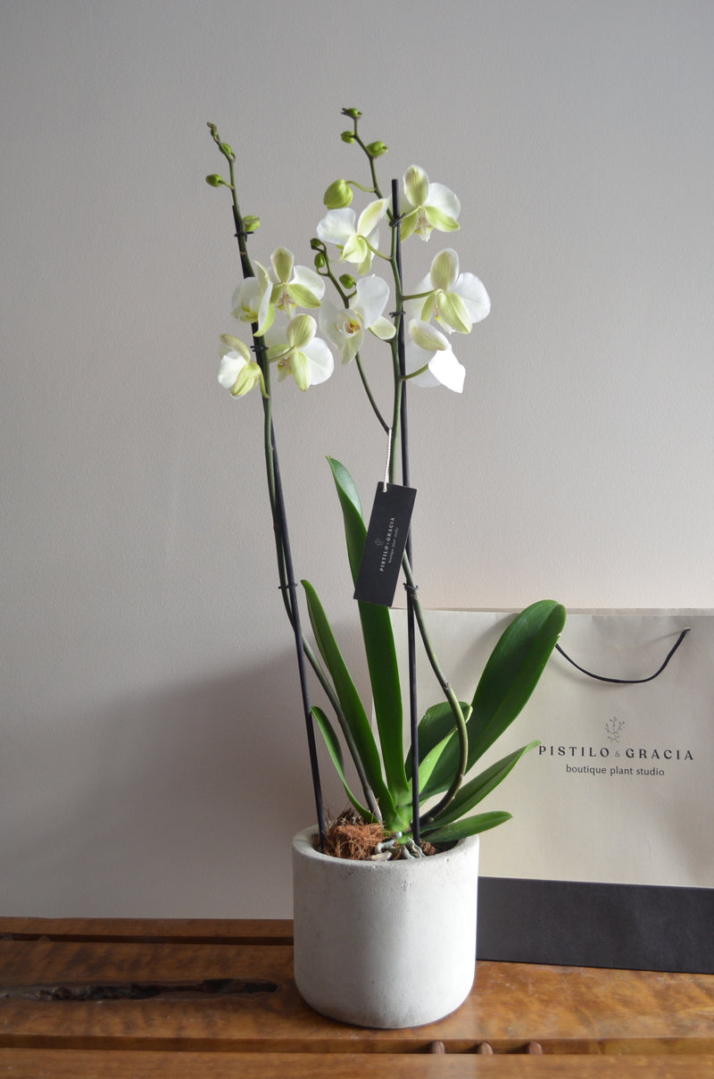 Orquídea SOLO - Pistilo & Gracia