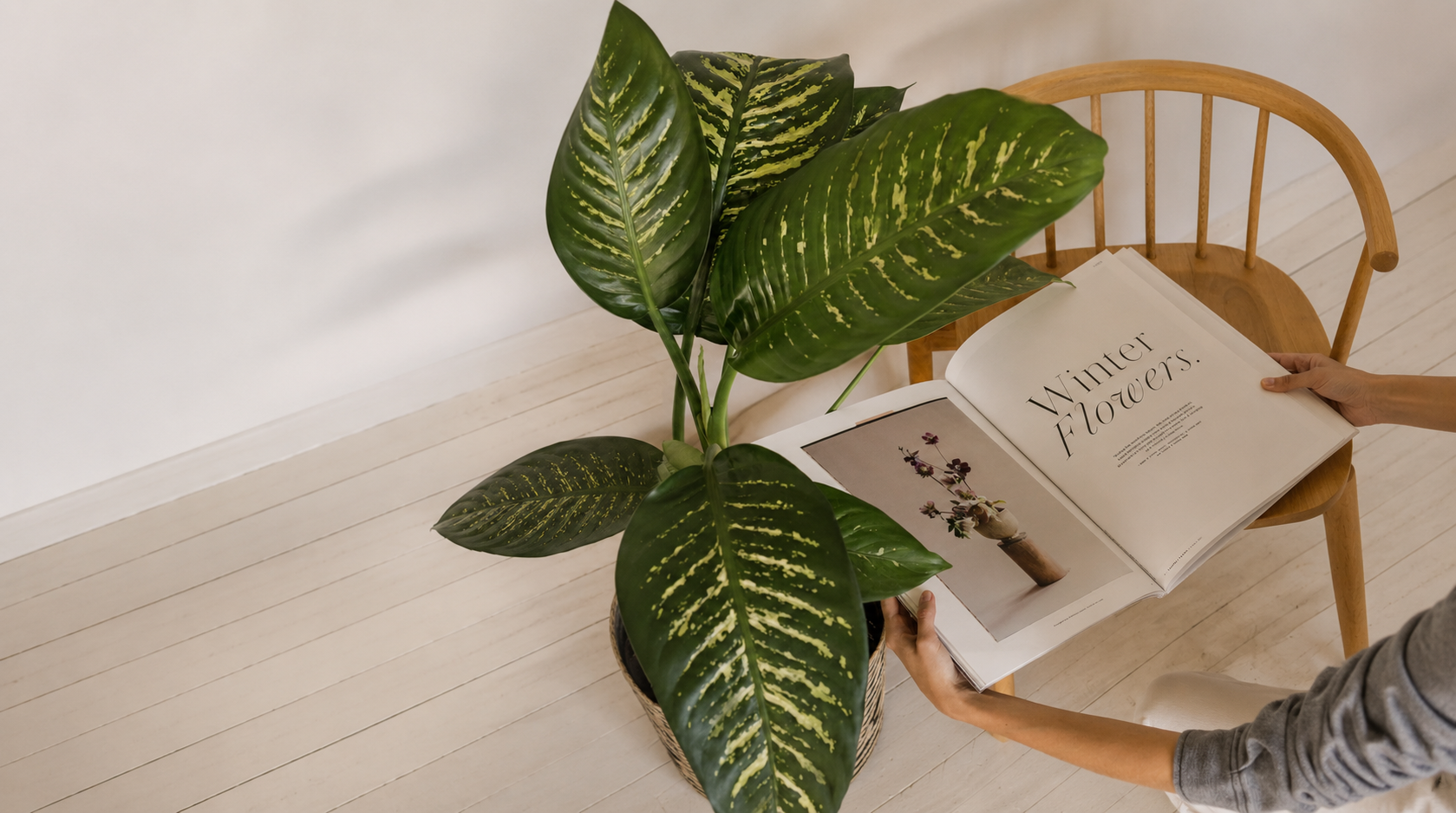 Planta de interior junto a una silla de madera y un libro abierto de flores en el estudio de Pistilo & Gracia.