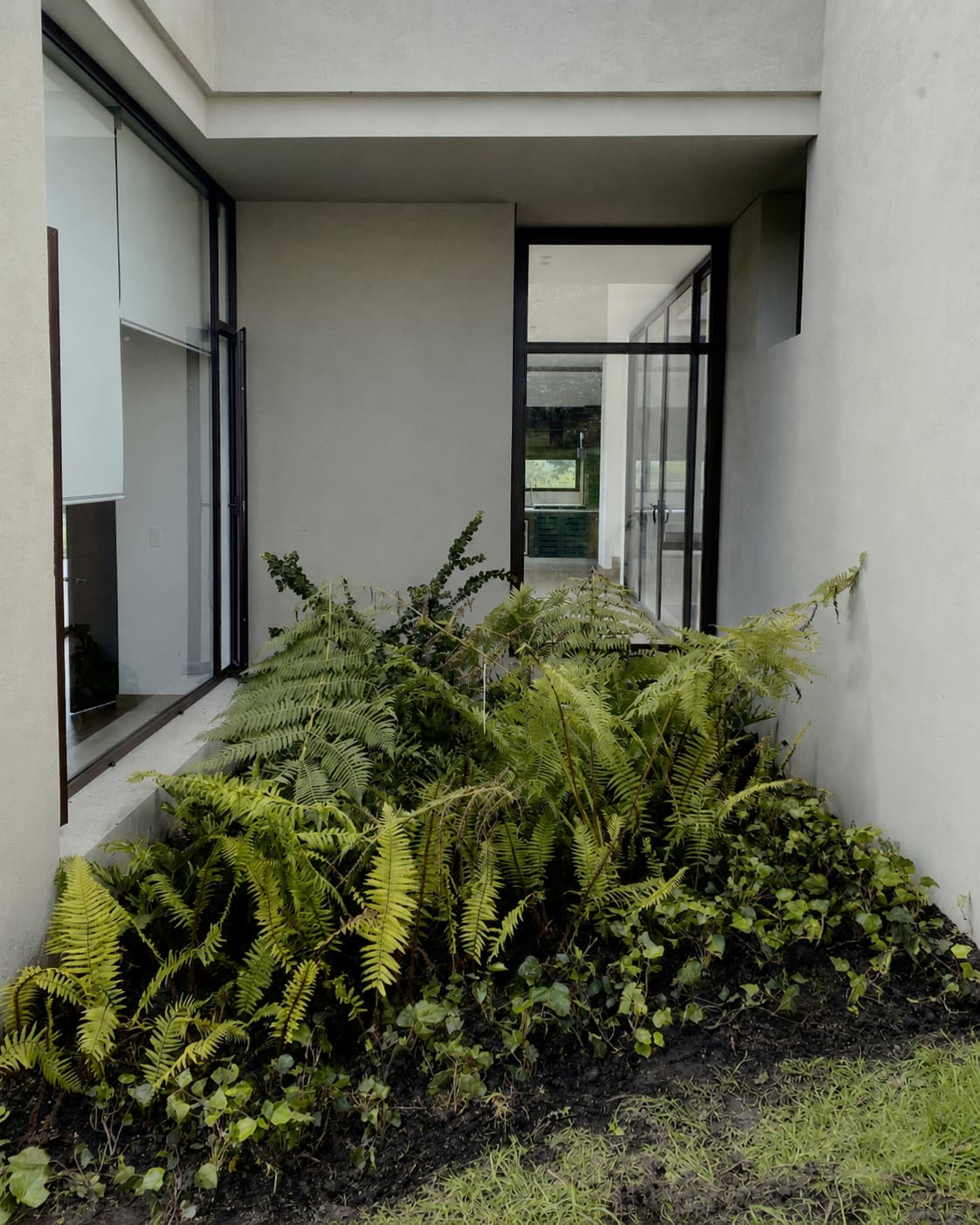 Antes del mantenimiento en jardín tropical de Casa Tíbar, con helechos, hiedras y especies de sombra en Reserva de Potosí.