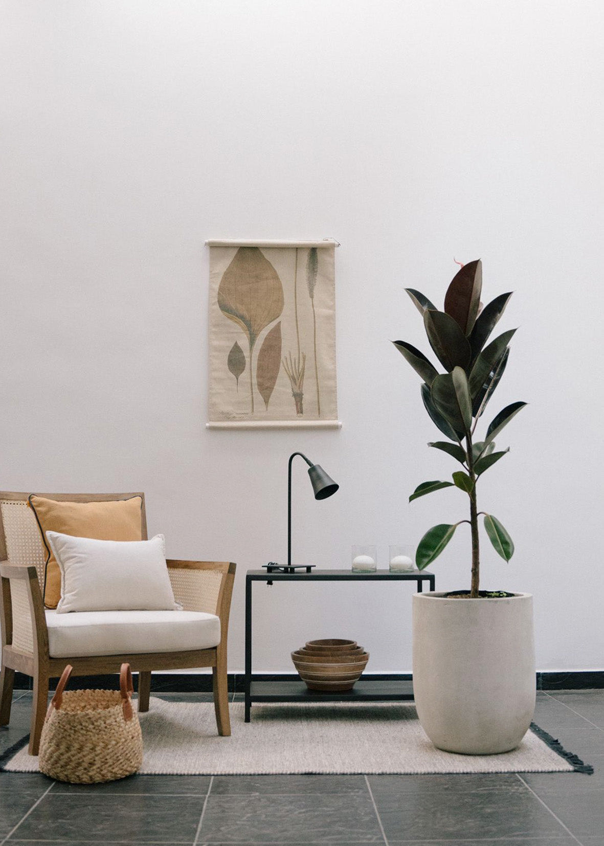 Planta Caucho Morado XL en matera Curva Arabia de 40 x 70 cm, vista ambientada interior