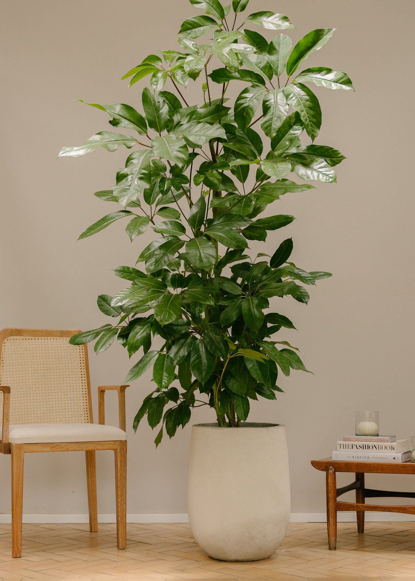 Planta Cheflera Hoja de Mango L en matera Curva Arabia de 40 x 50 cm, vista ambientada