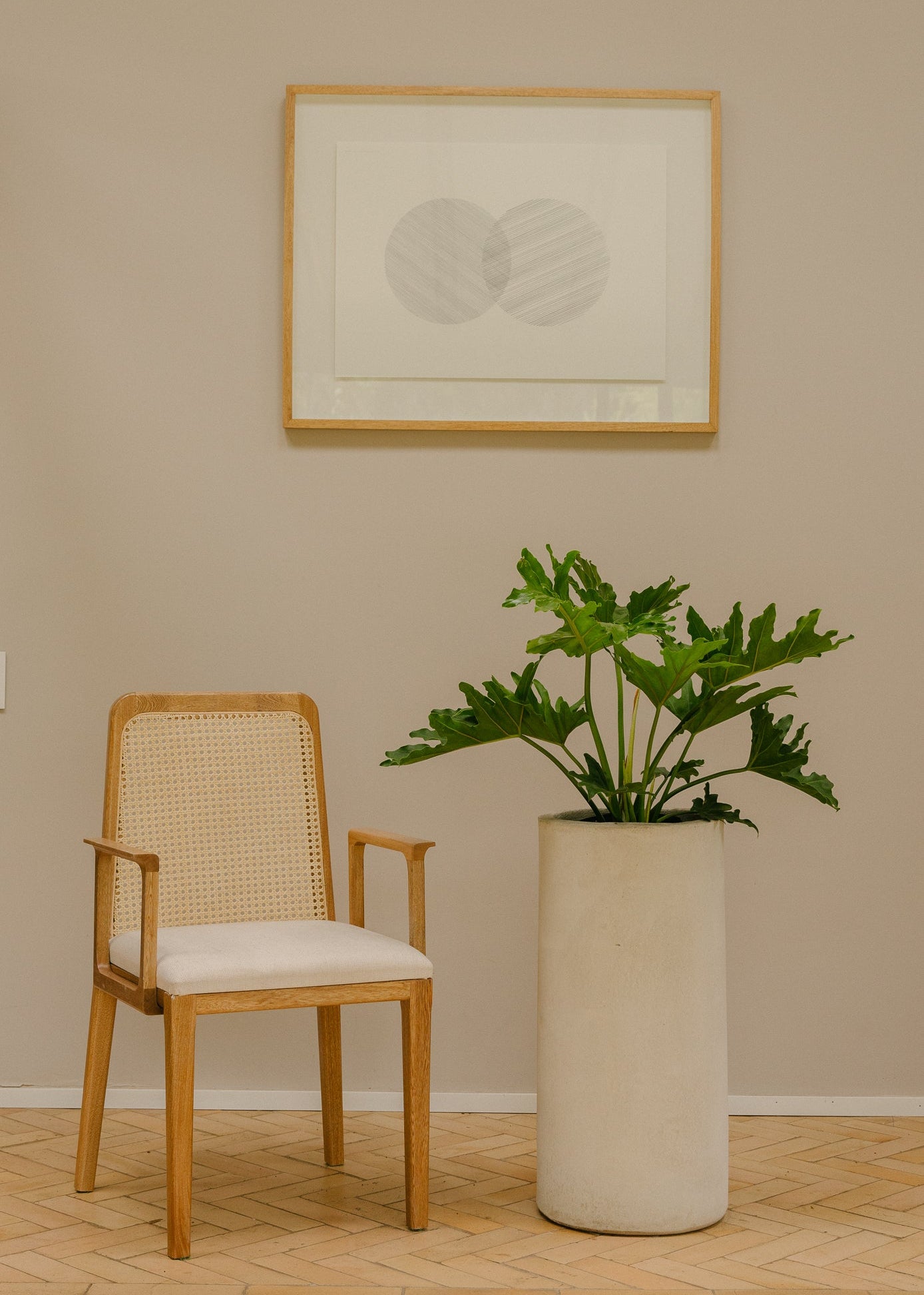 Planta Filoendro XL en matera Cilindro Opal de 35 x 70 cm
