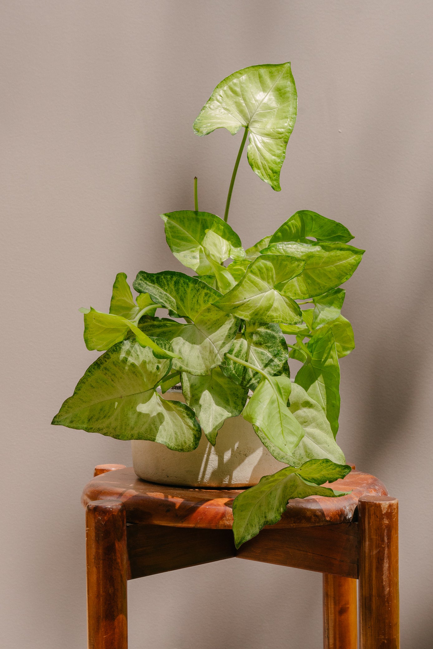 Planta Garrobo XS en matera Mini Bowl de 19 x 8.5 cm