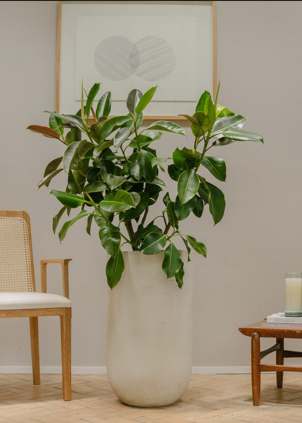 Planta Green Caucho XL en matera Curva Arabia de 40 x 70 cm, vista ambientada