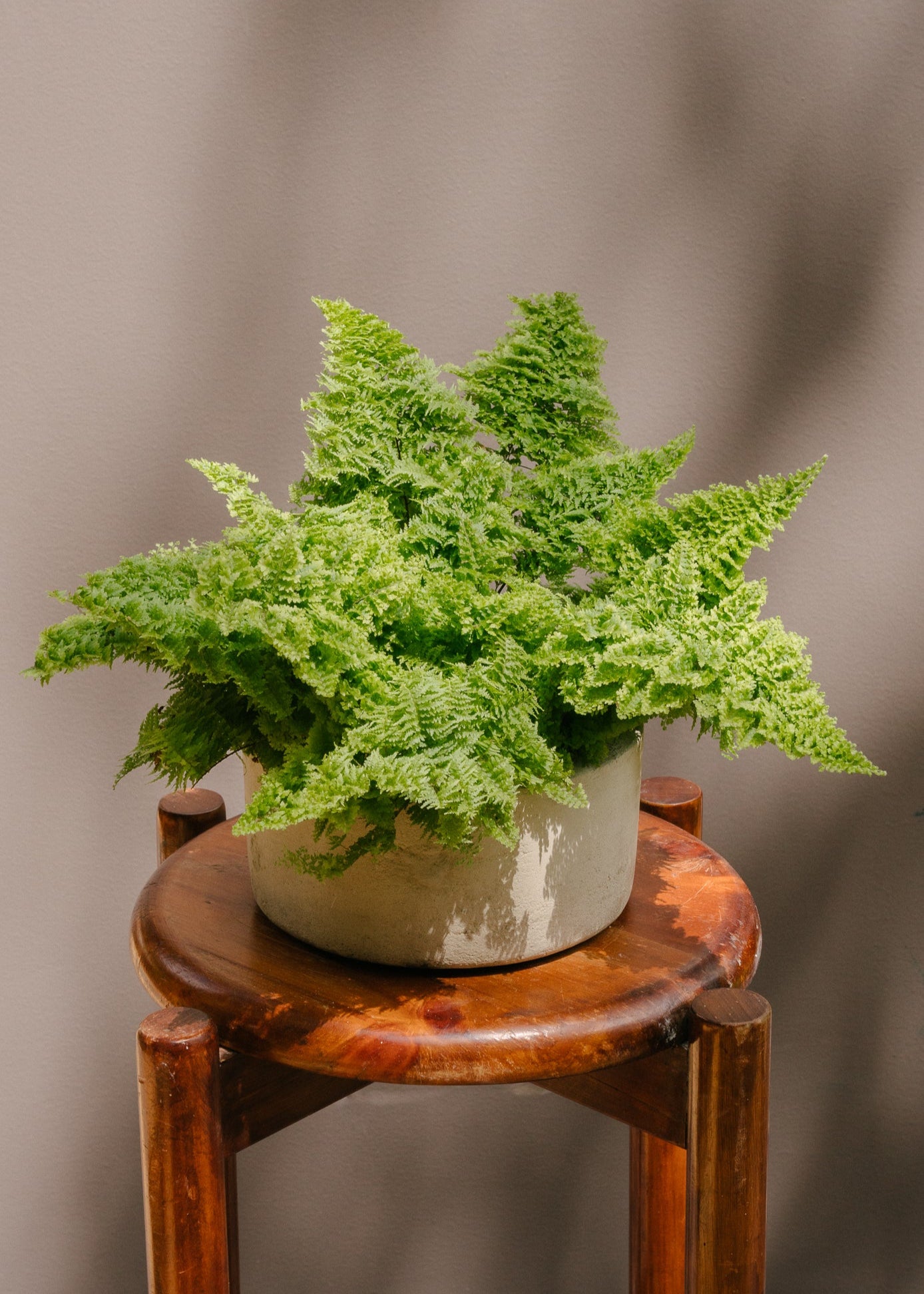 Planta Helecho XS en matera Mini Bowl de 19 x 8.5 cm