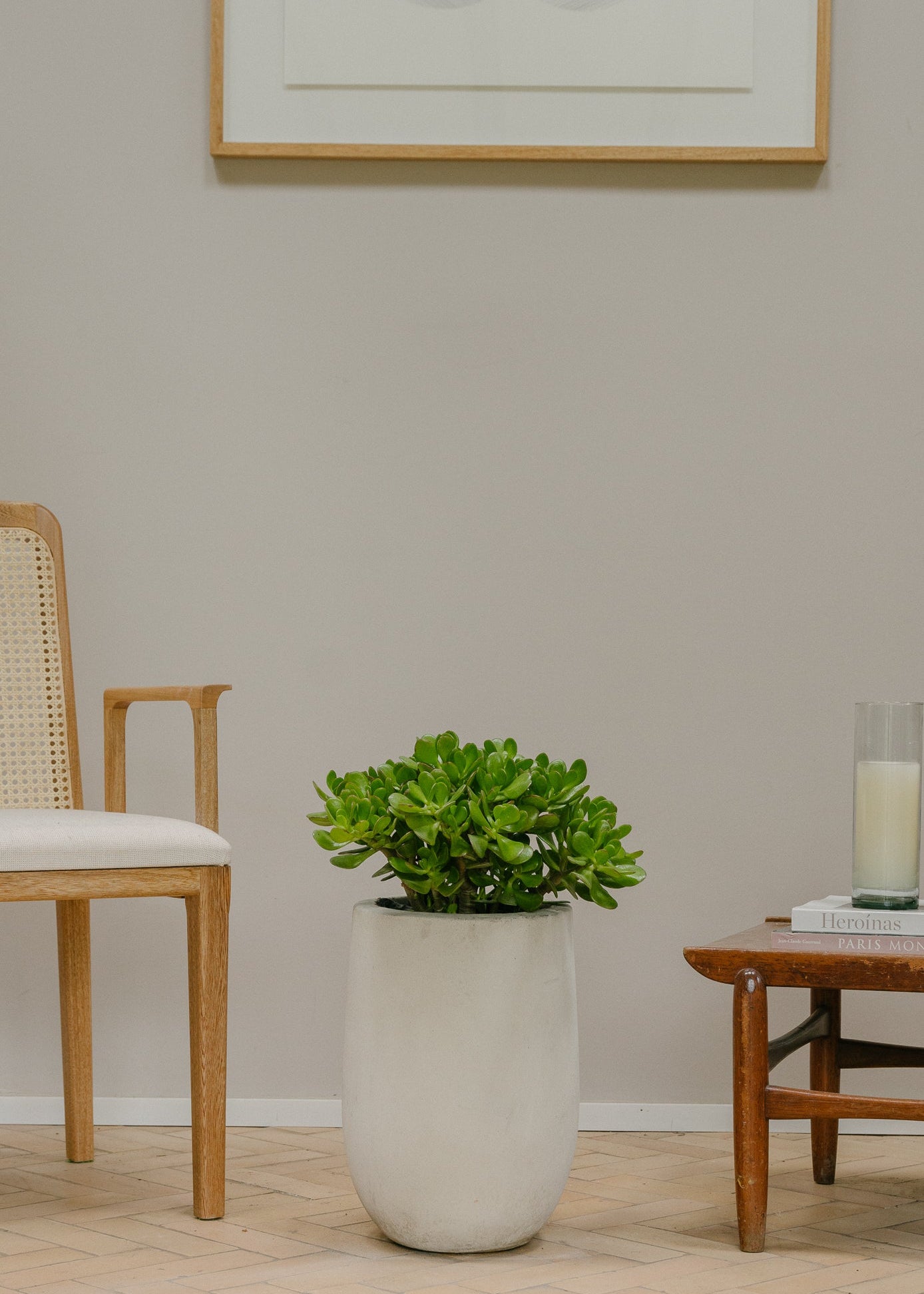 Planta Jade M en matera Curva Arabia de 30 x 40 cm, vista ambientada