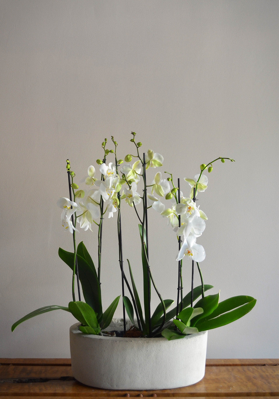 Planta Orquídea S en matera Óvalo S de 40 x 15 cm
