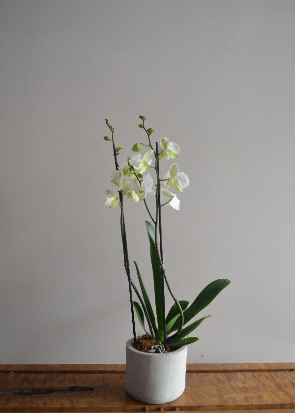Planta Orquídea XS en matera Cilindro de 15 x 15 cm