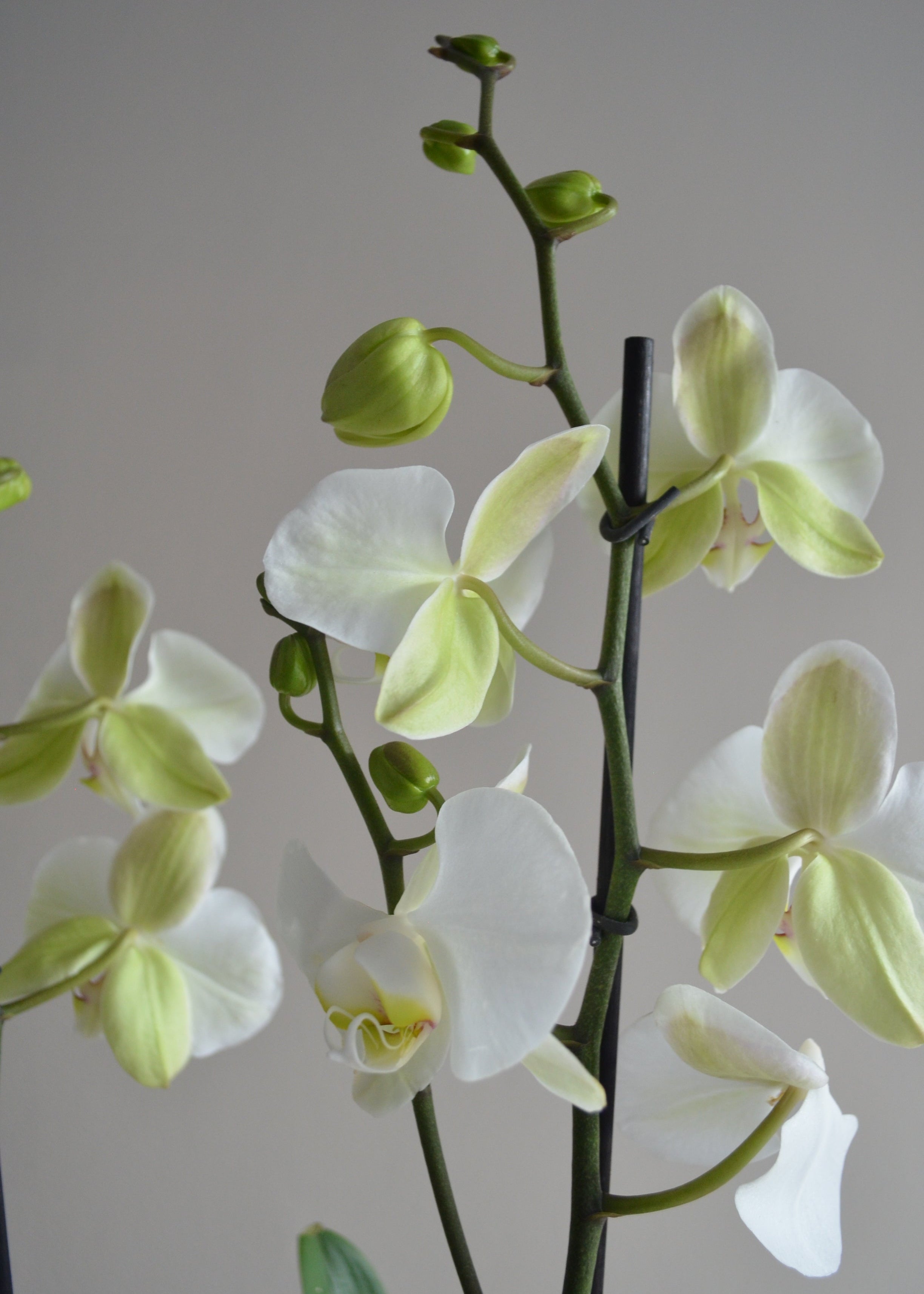 Detalle de planta Orquídea XS en matera Cilindro de 15 x 15 cm