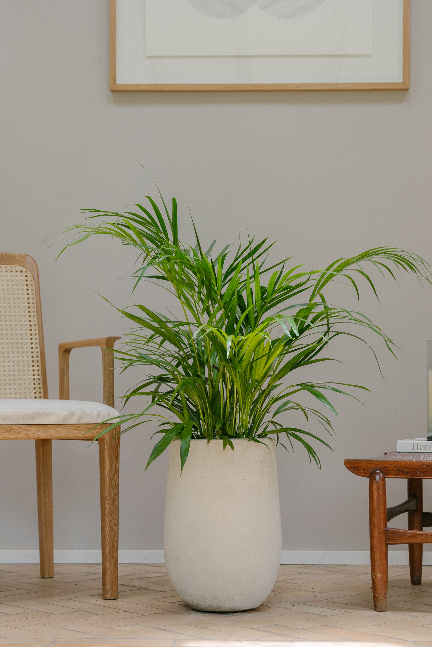 Planta Palma Japonesa M en matera Curva Arabia de 40 x 50 cm, vista ambientada
