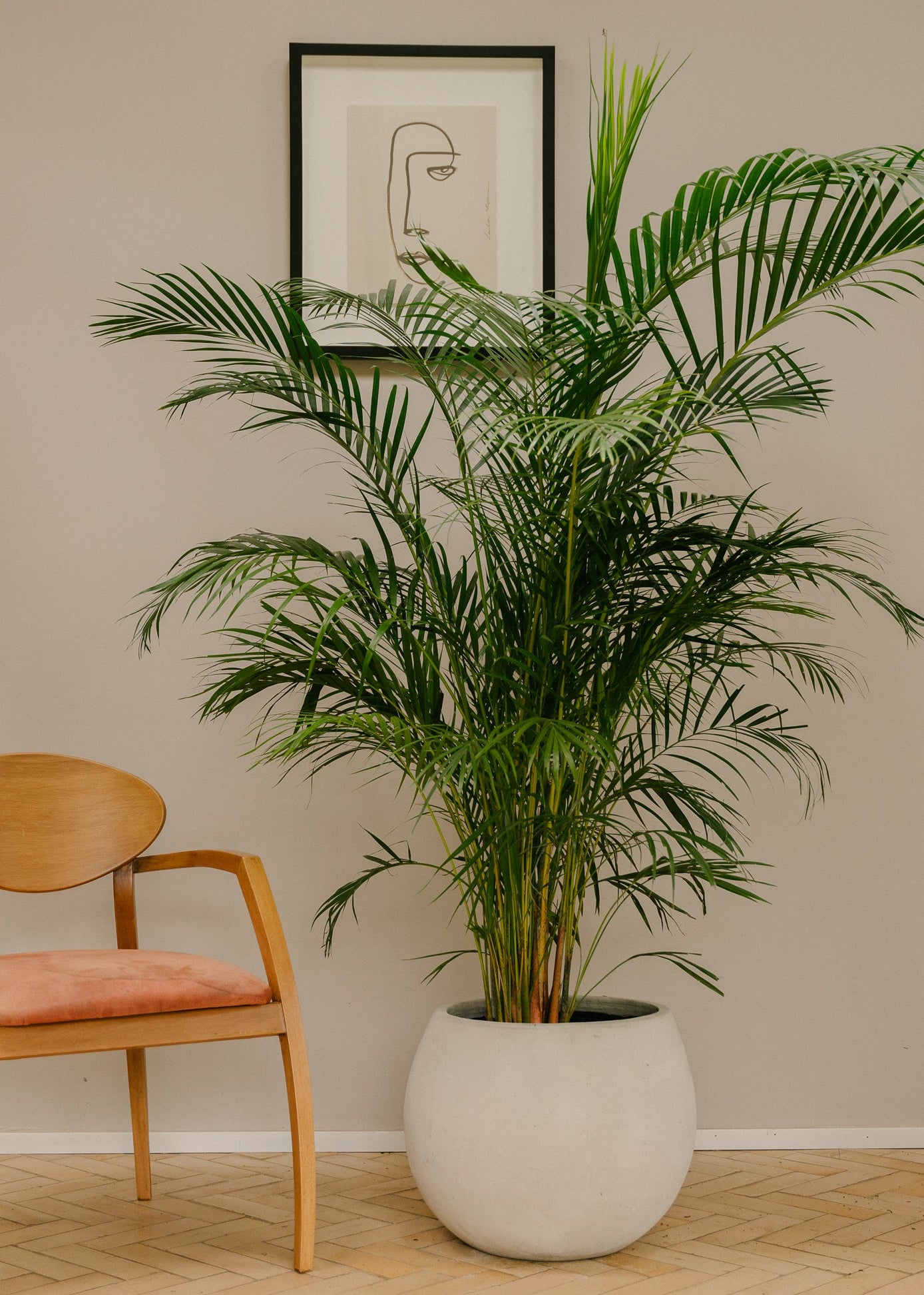 Planta Palma Japonesa XL en matera Buchona de 40 x 40 cm, vista ambientada