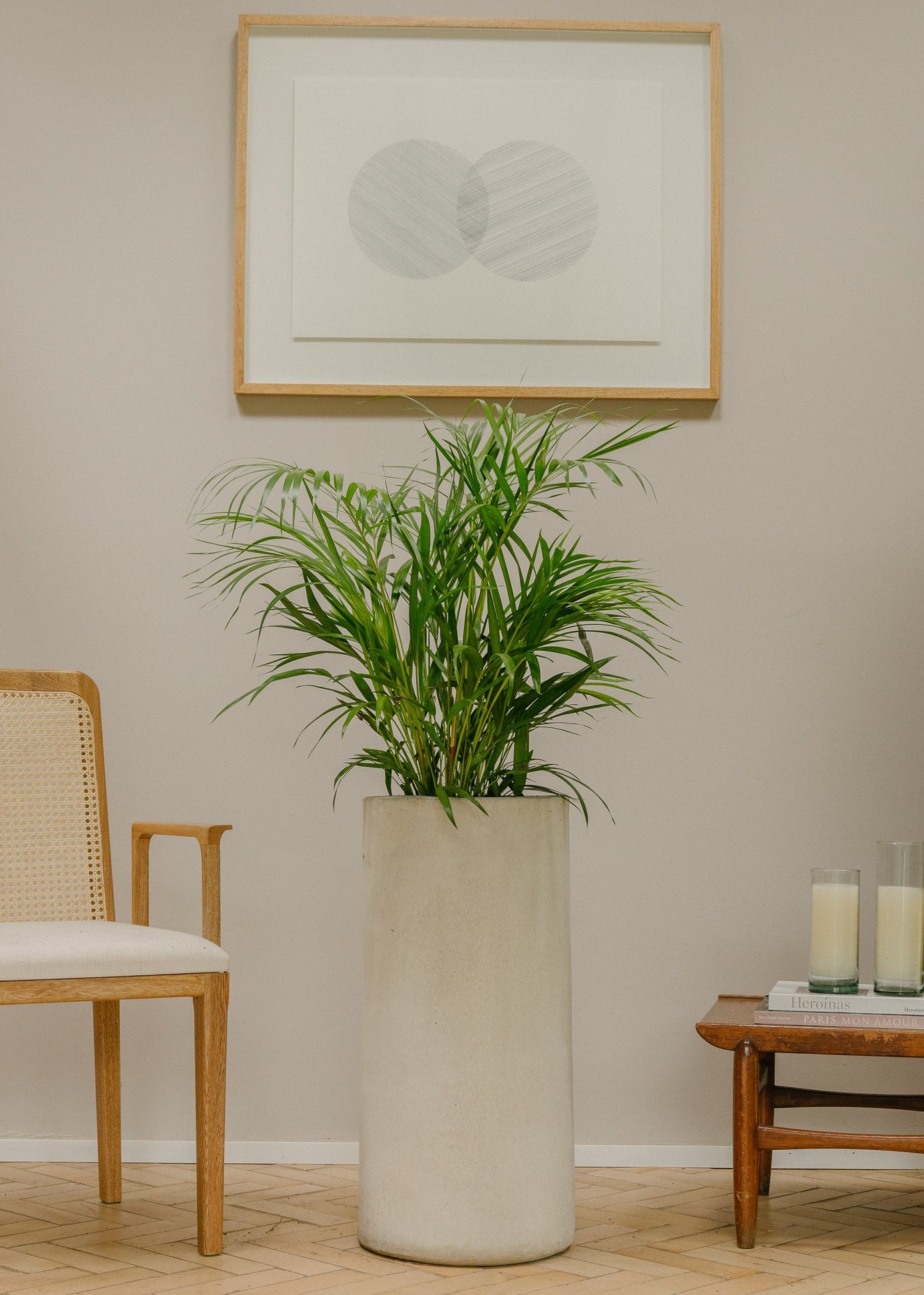 Planta Palma Japonesa  XL en matera Cilindro Opal de 35 x 70 cm, vista ambientada