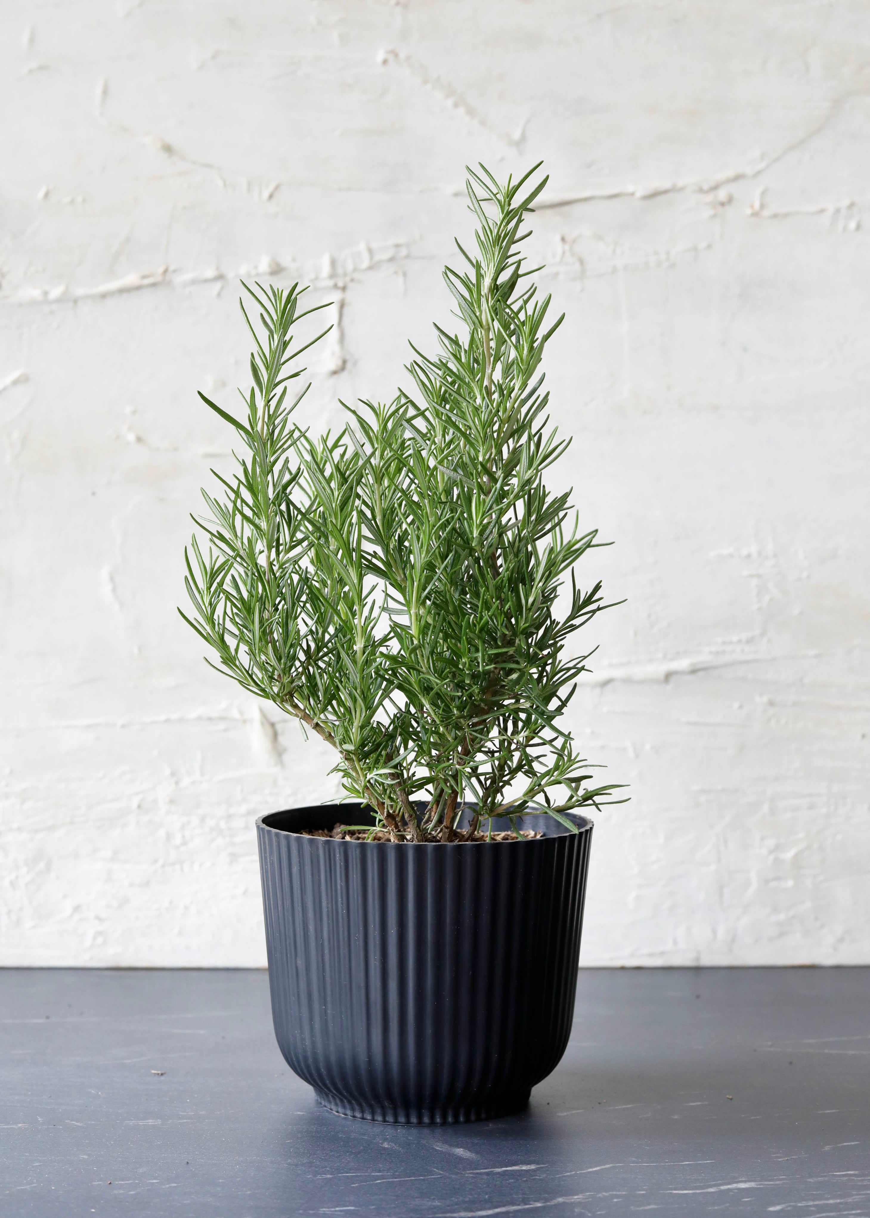 Planta Romero XS en matera D16 de 16 x 15 cm