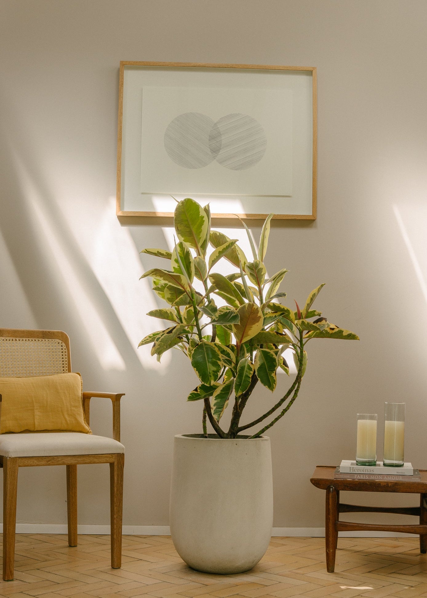 Planta Yellow Caucho  L en matera Curva Arabia de 40 x 50 cm, vista ambientada